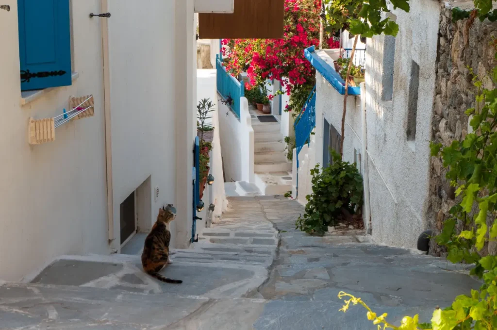 A narrow, sun-dappled alley in Naxos Chora framed by whitewashed walls and vibrant bougainvillea, where a curious tabby cat pauses on stone-paved steps beside cobalt-blue shutters and doors, capturing the island’s timeless charm and tranquil village life.